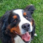 Farai chien de Laurence assis dans son près la gueule ouverte