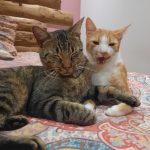 Tichat et Gustave deux chats allongés cote à cote sur un lit dans une chambre