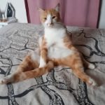 Gustave chat roux en position décontracté sur un lit dans une chambre