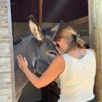 Laurence en communication animale avec Hector un âne dans son box. Ses mains posées sur le front de Hector