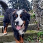 Farai chien bouvier bernois descendant des escaliers en pierre.