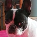 Pose de Pépita, petite bouledogue française noir et blanc