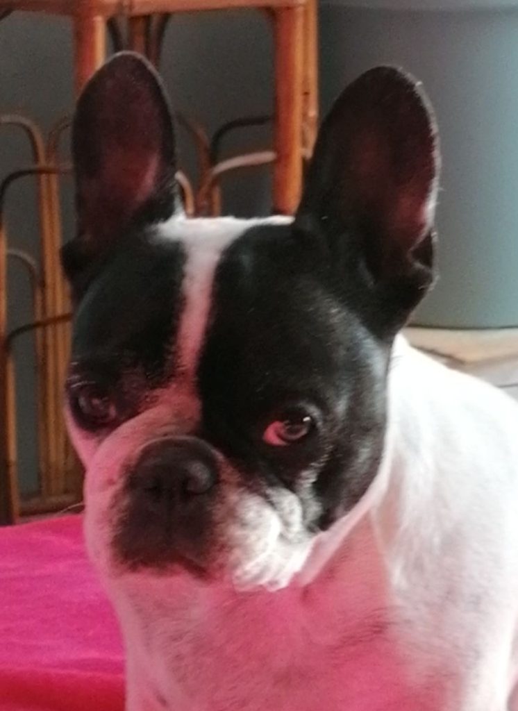 Pose de Pépita, petite bouledogue française noir et blanc