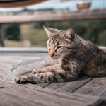 Tichat, chat tigré, allongé sur la terrasse en posture détendue.