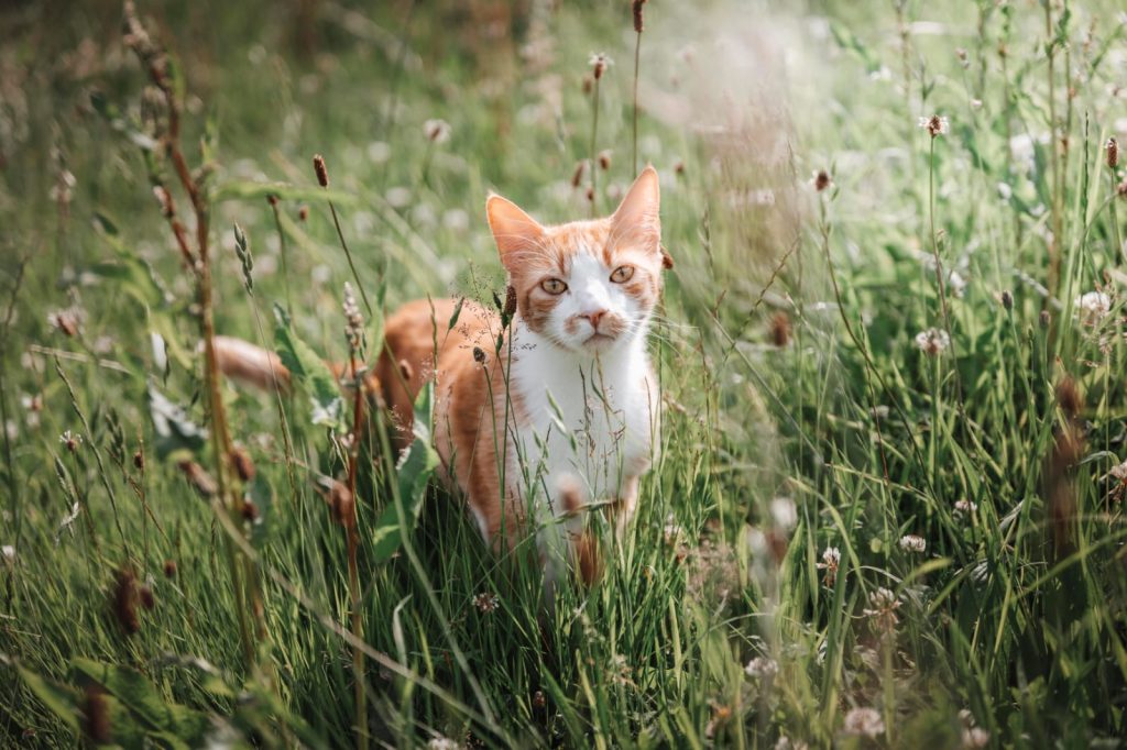 Ce que je fais aujourd'hui !Gustave, chat roux, dans l’herbe avec une attitude curieuse.