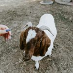 Jeune Bouc Brice dans son enclos qui attend des caresses de Laurence pendant une communication animale