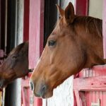 Polo jeune étalon marron dans son box rouge après un soin énergétique