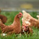 Georgette poule pondeuse dans un près pendant la communication animale